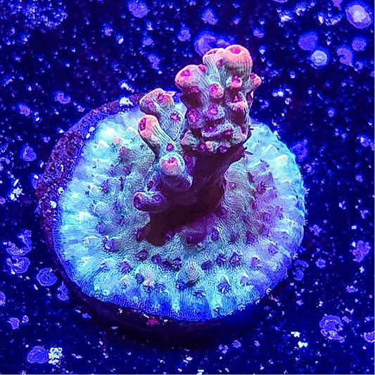 SA Strawberry Shortcake Acropora S79 F6