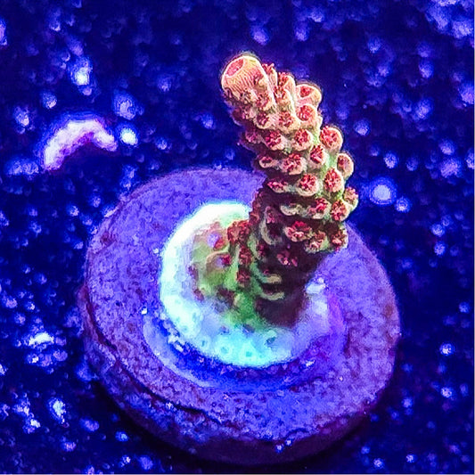 SA Princess Peach Acropora S79 F9