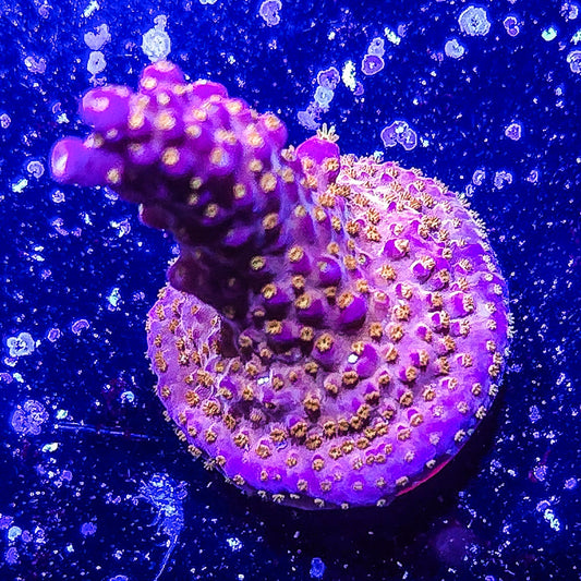 SA Merlin's Staff Acropora  S79 G2