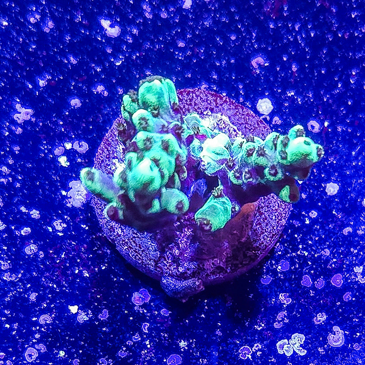 SA Mint Chip Acropora S79 G4