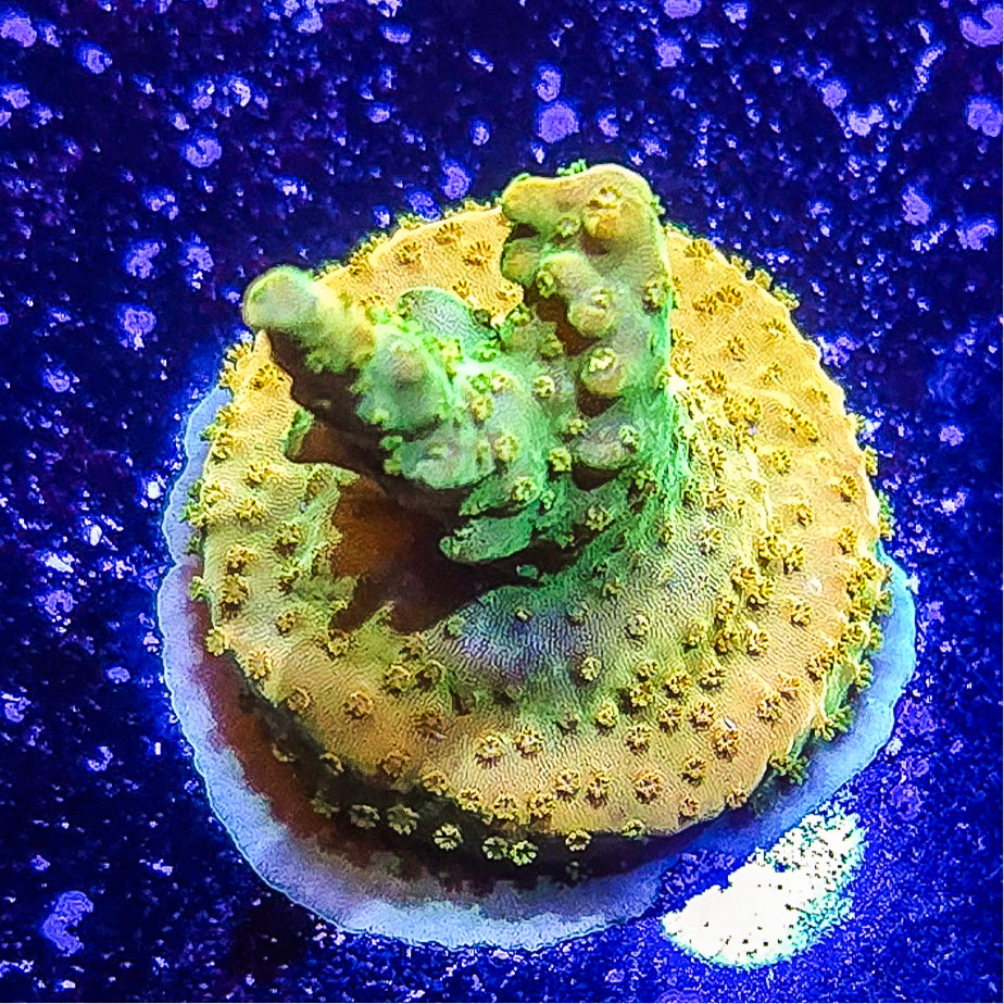 SA Orange Creamsicle Acropora  S79 G5