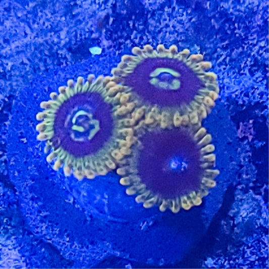 Zoanthid:  Rainbow Yoda 022 7I