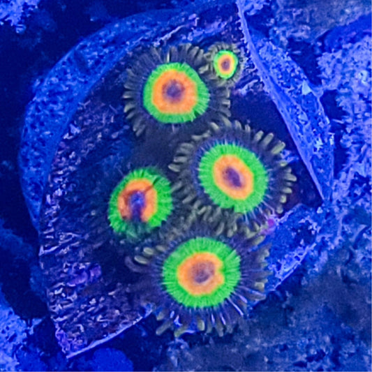 Zoanthid:  Rasta 022 13H