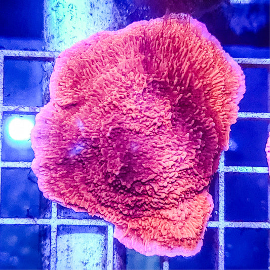 Montipora:  Red Cap Q22 1