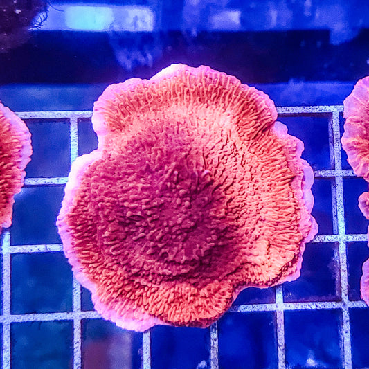 Montipora:  Red Cap Q22 2