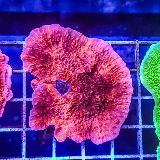 Montipora:  Red Cap Q22 3