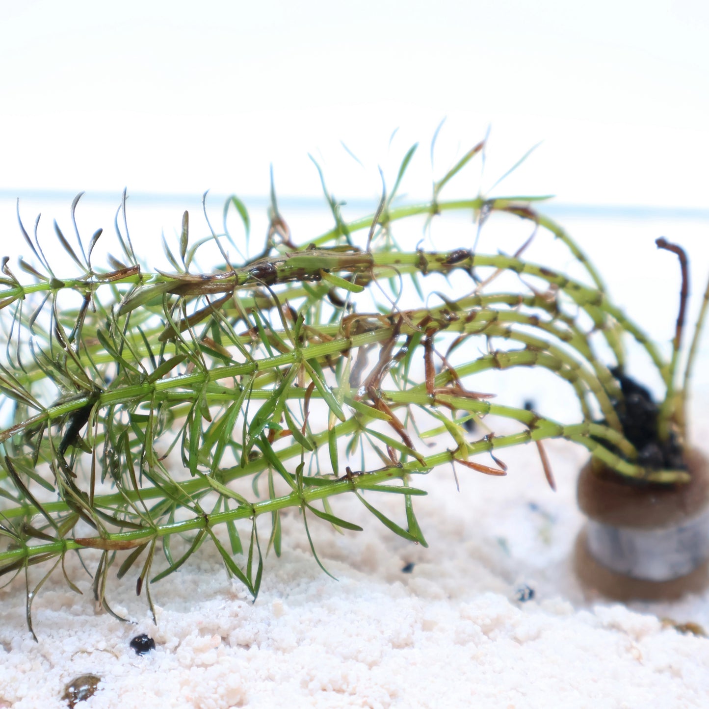 Rotala Bossii:  Lead Bunch