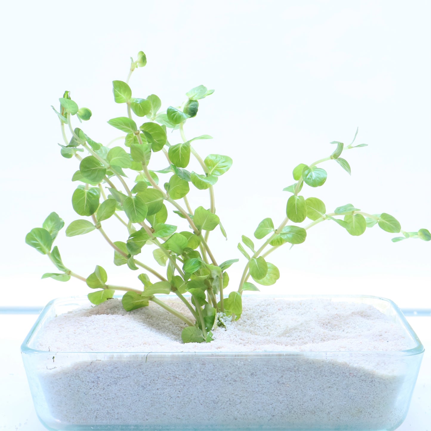 Rotala Manipurensis:  Lead Bunch