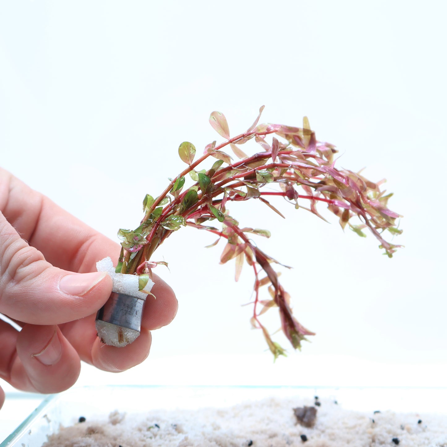 Rotala Rotundifolia Red: Lead Bunch