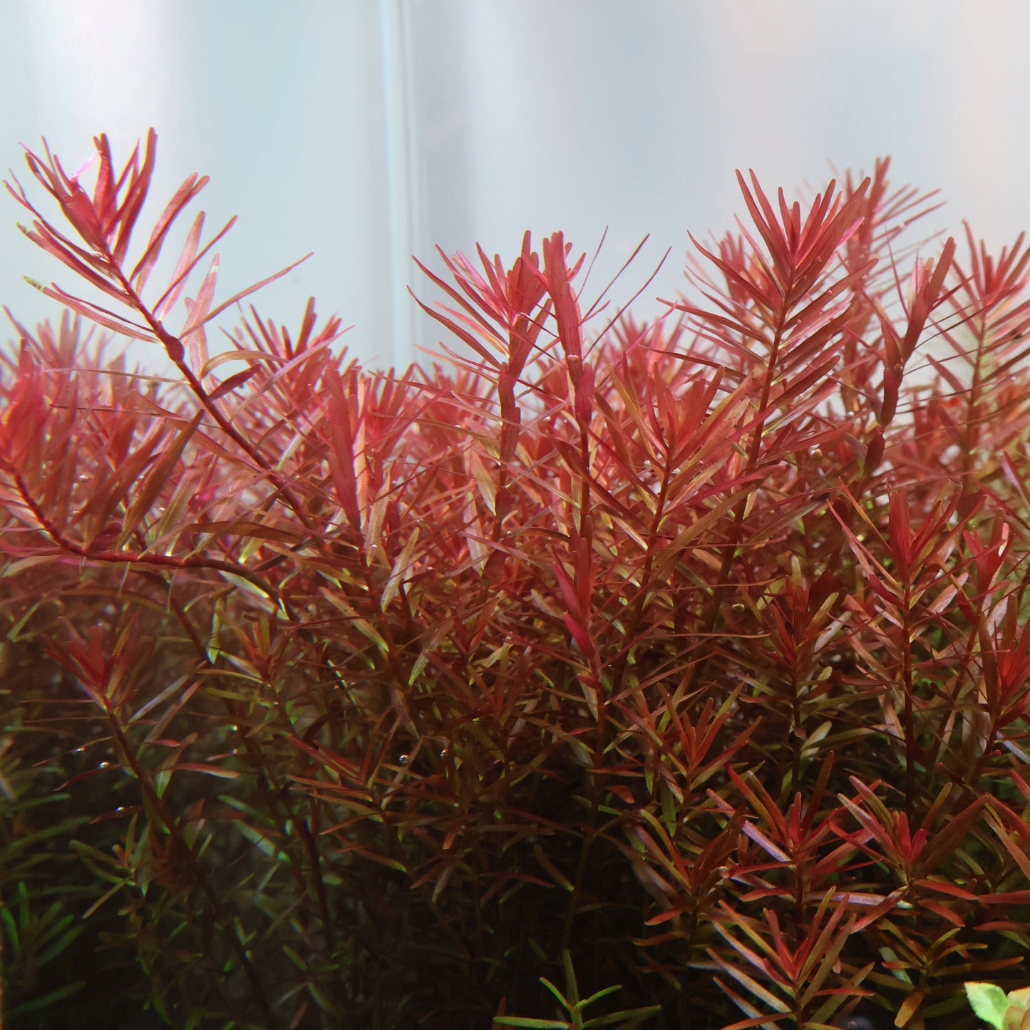 Rotala Rotundifolia Vietnam H'Ra:  Lead Bunch