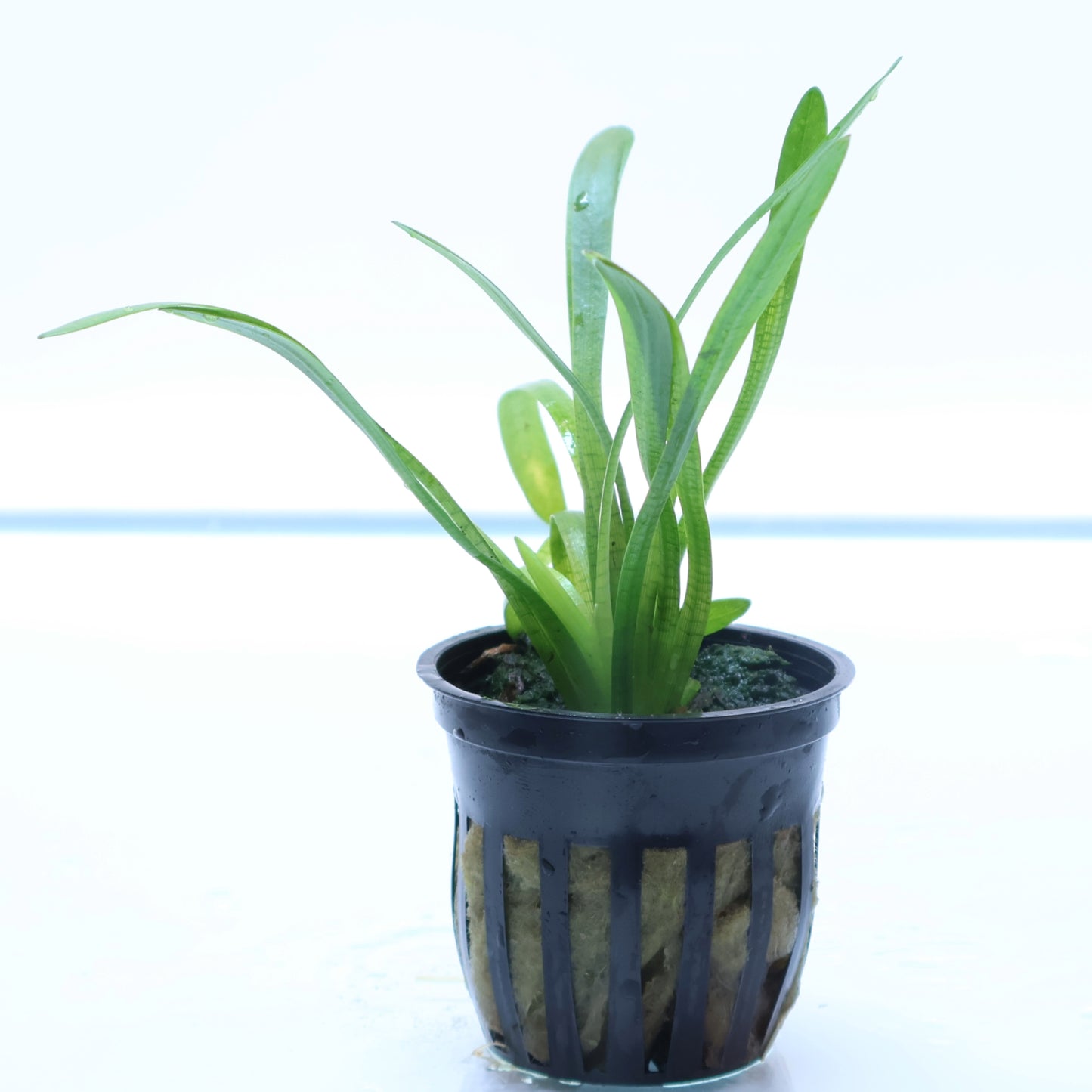 Sagittaria Subulata:  Pot