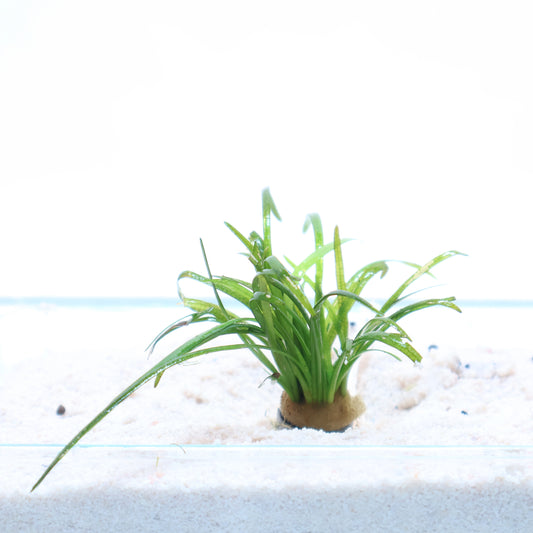 Sagittaria Subulata:  Lead Bunch