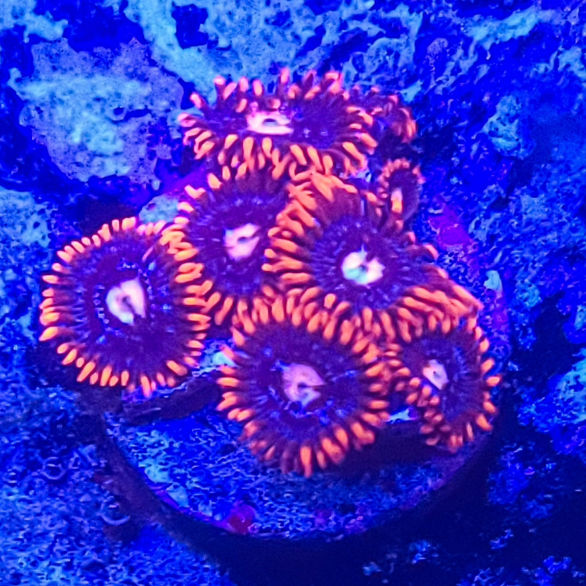 Zoanthid:  Spiderman 023 9B