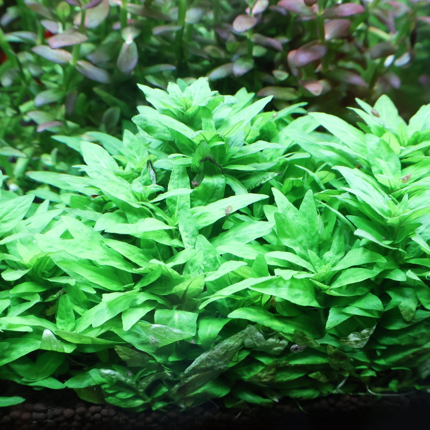 Staurogyne Repens:  Pot