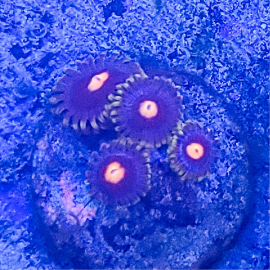 Zoanthid:  Super Saiyan  022 8G