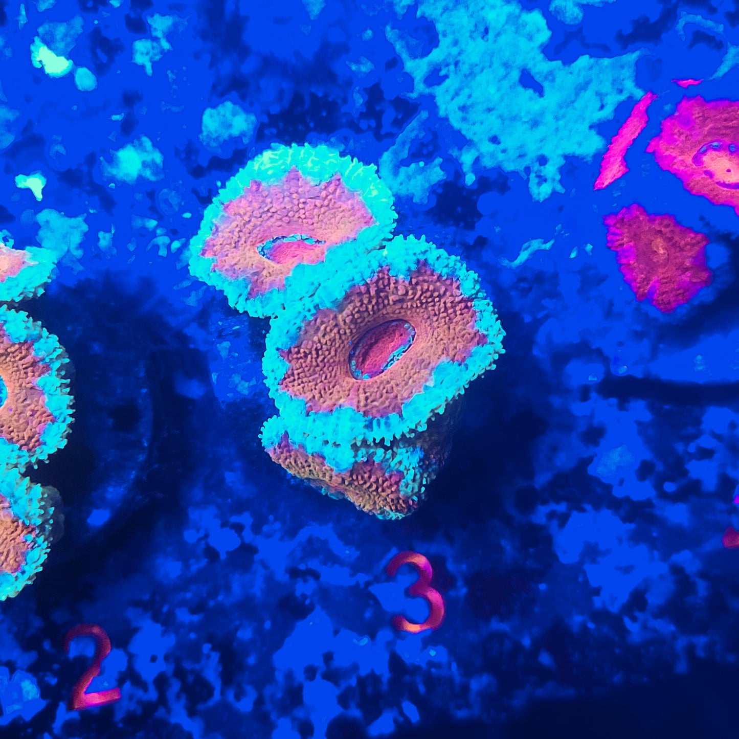 Acan Mini Colony T10LPS2B4