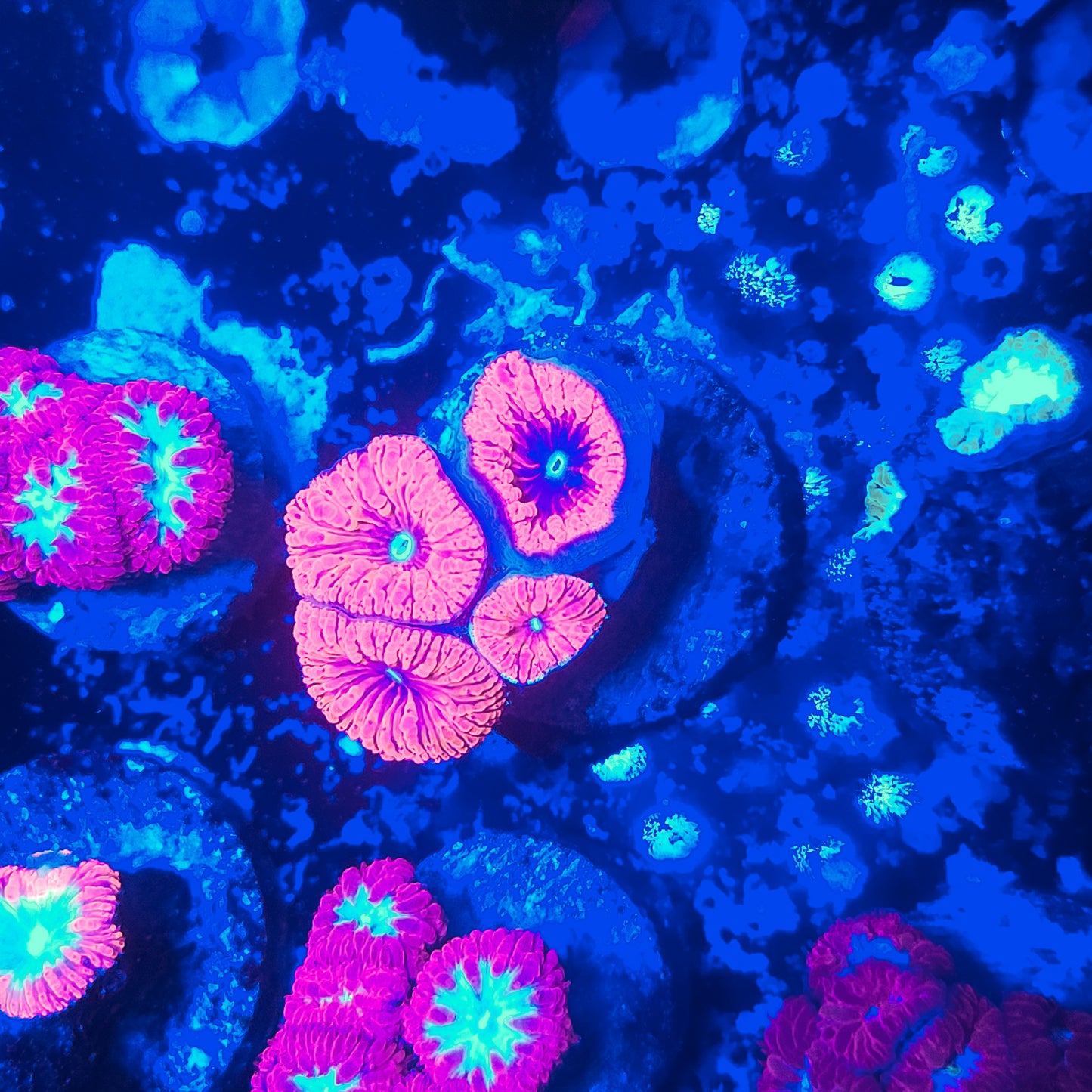 Acan Mini Colony T10LPS2F3