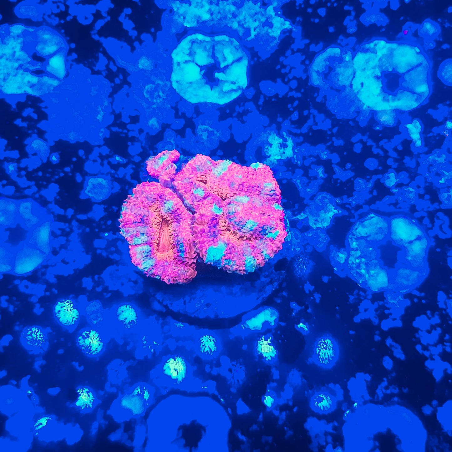 Acan Mini Colony T10LPS2D1