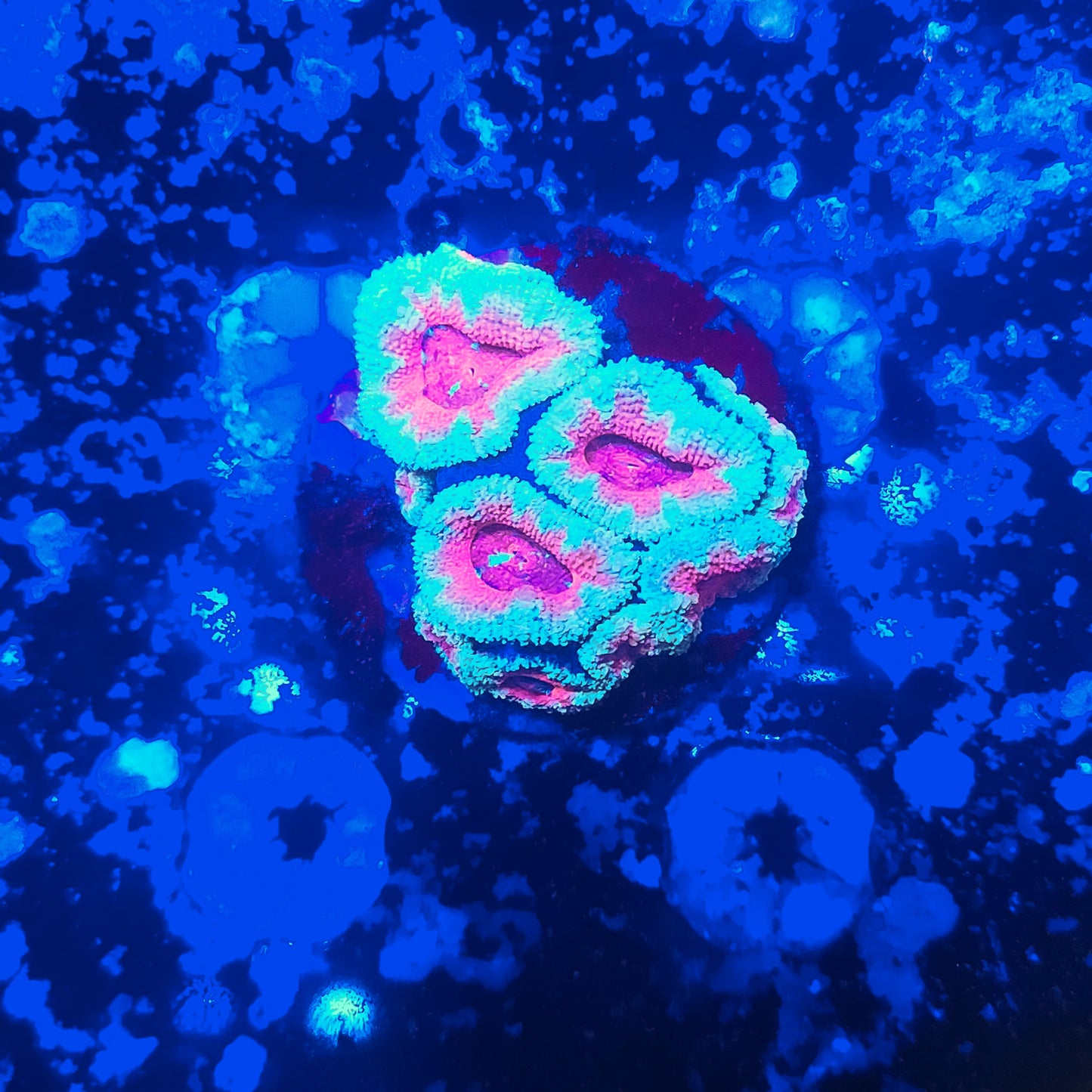 Acan Mini Colony T10LPS2C3