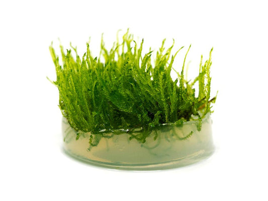 Taxiphyllum Alternans Taiwan Moss:  Tissue Culture