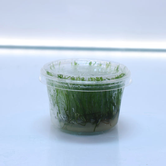 Taxiphyllum Spiky Moss:  Tissue Culture