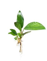 Anubias Frazeri: Loose