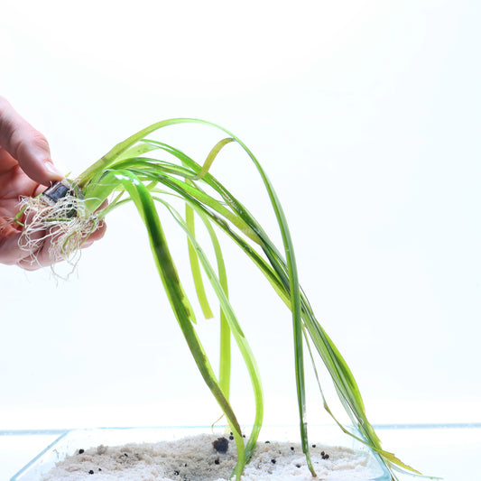 Vallisneria Gigantea:  Lead Bunch