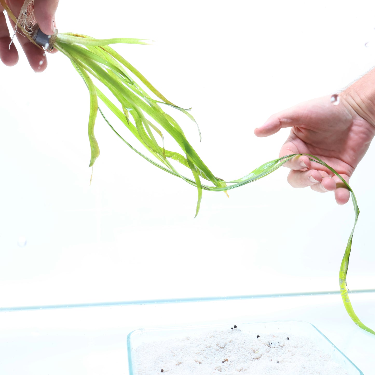 Vallisneria Rubra:  Lead Bunch