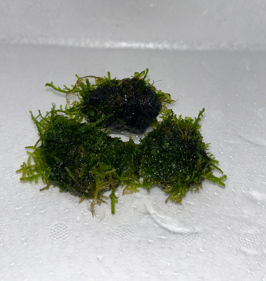 Christmas Moss: On Lava Stone