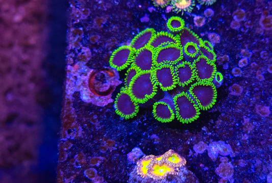 Joker Zoanthid ZR2C1