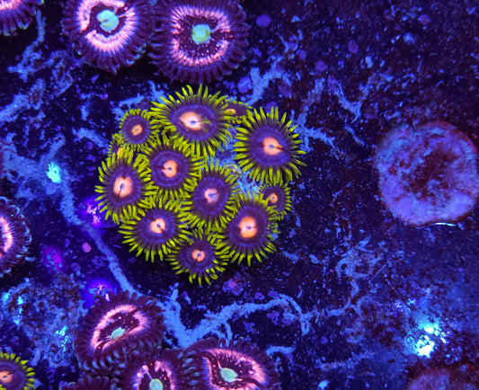 Blow Pop Zoanthid ZR2E13