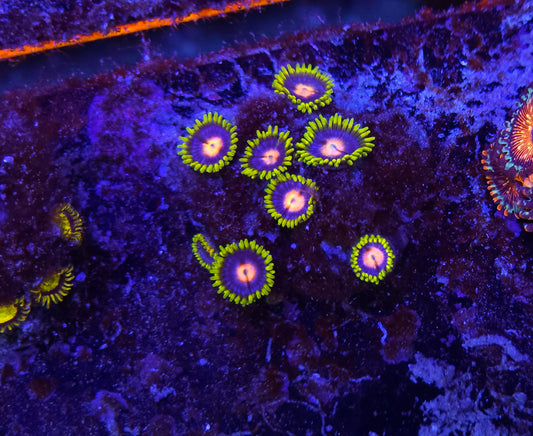 Blow Pop Zoanthid ZR2A11