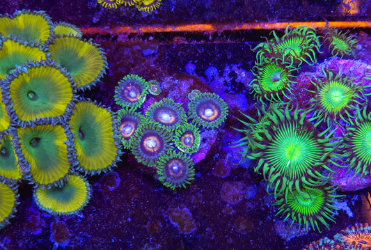 JF Jungle Juice Zoanthid ZR2A6