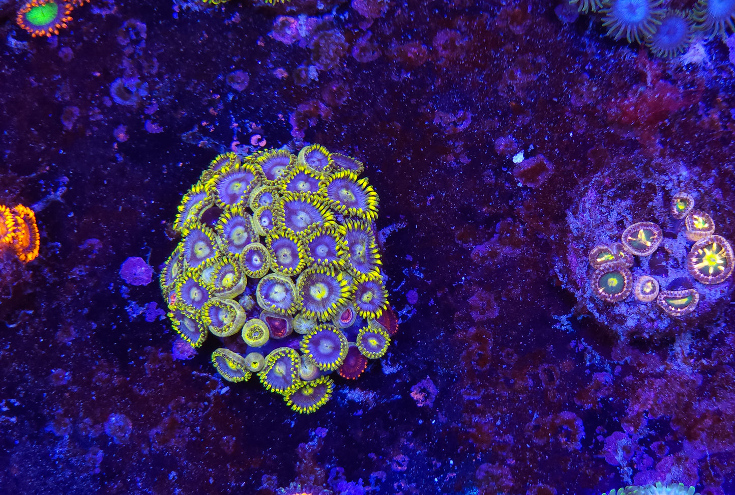 Blueberry Fields Zoanthid ZR2C4