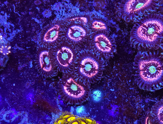 Pink Constellation Zoanthid ZR2D11