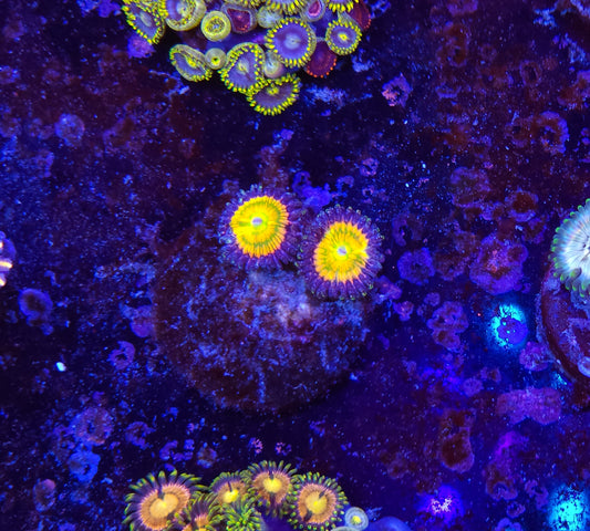 Sunny D's Zoanthid ZR2D4