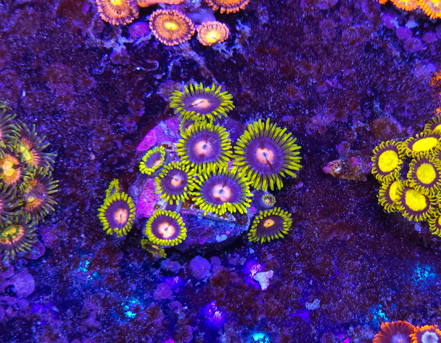 Blow Pop Zoanthid ZR2D7