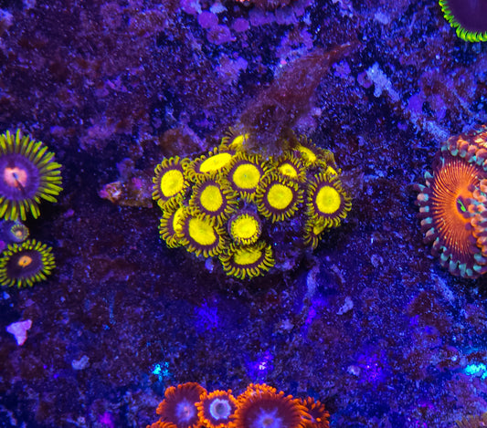 King Midas Zoanthid ZR2D8