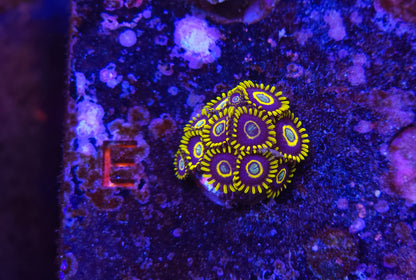 Blue Hornet Zoanthid ZR2E1