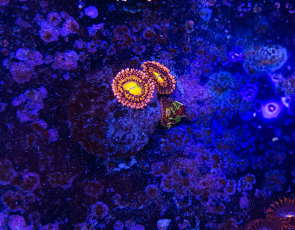 Alien Anti-Venom Zoanthid ZR2E3