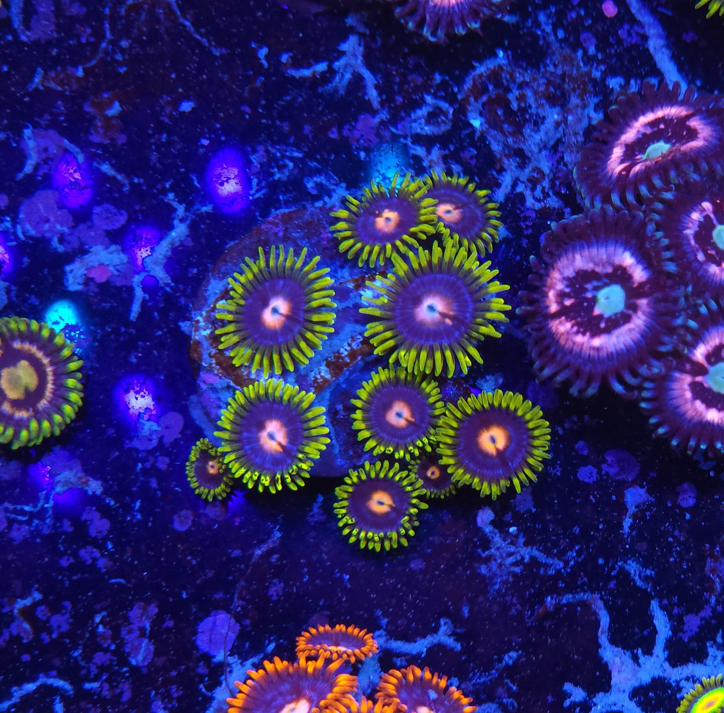 Blow Pop Zoanthid ZR2F12