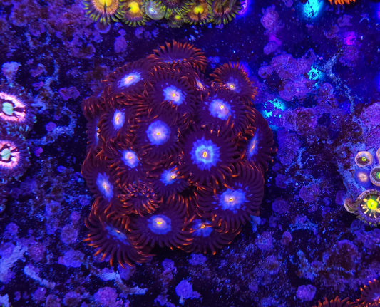 TSA Glow Pop Zoanthid ZR2F4