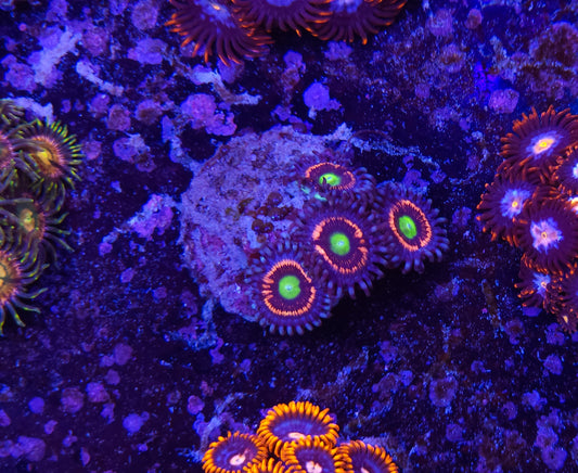 Gobstopper Zoanthid ZR2G4