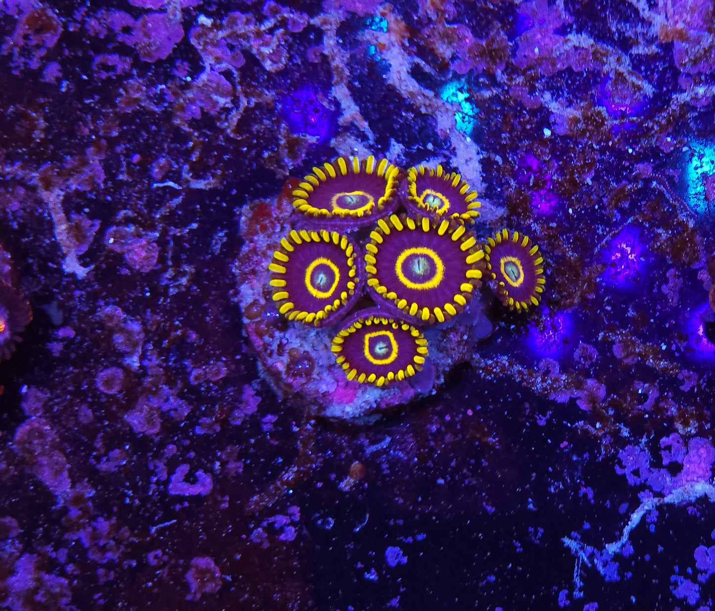 Blue Hornet Zoanthid ZR2G6