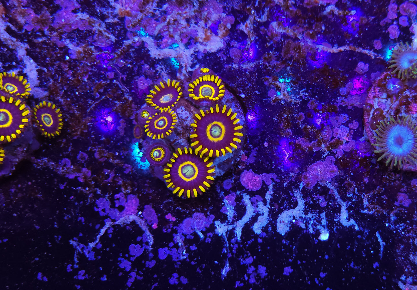 Blue Hornet Zoanthid ZR2G7