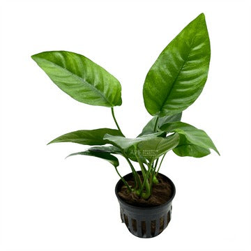 Anubias Barteri Striped:  Pot