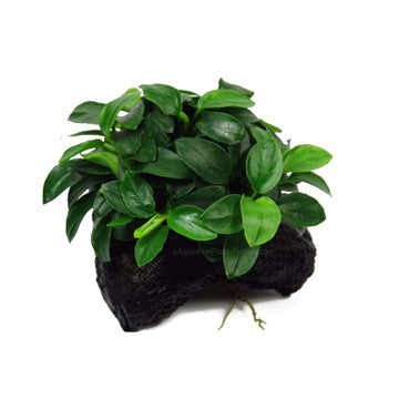 Anubias Nana Petite:  On Driftwood