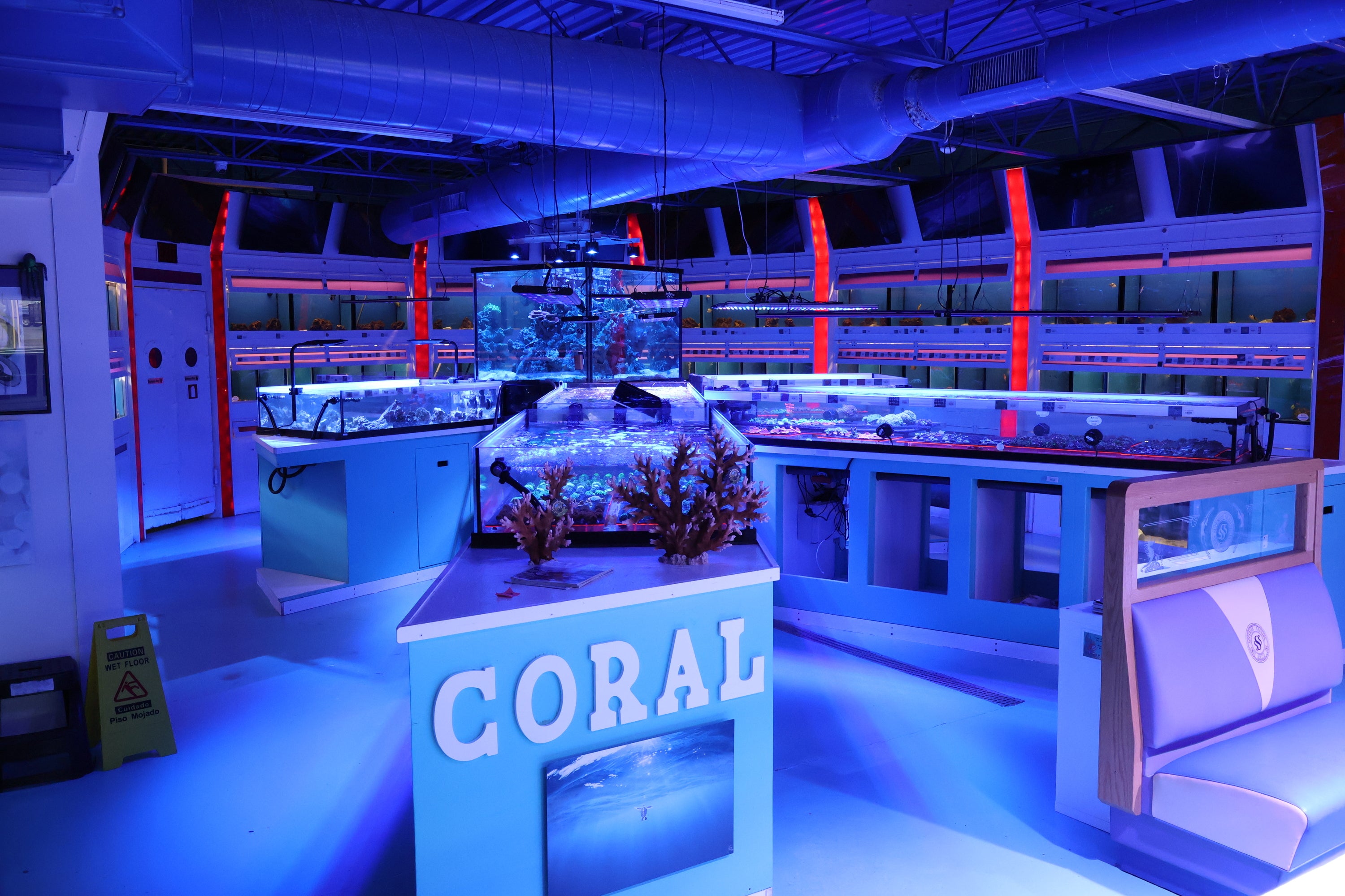 Coral reef fish store best sale