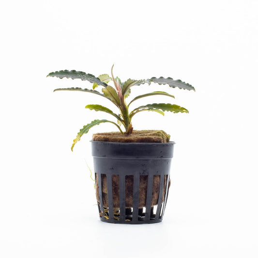 Bucephalandra Velvet 3:  Pot