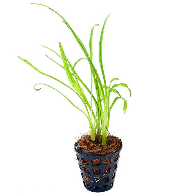 Cryptocoryne Retrospiralis: Pot